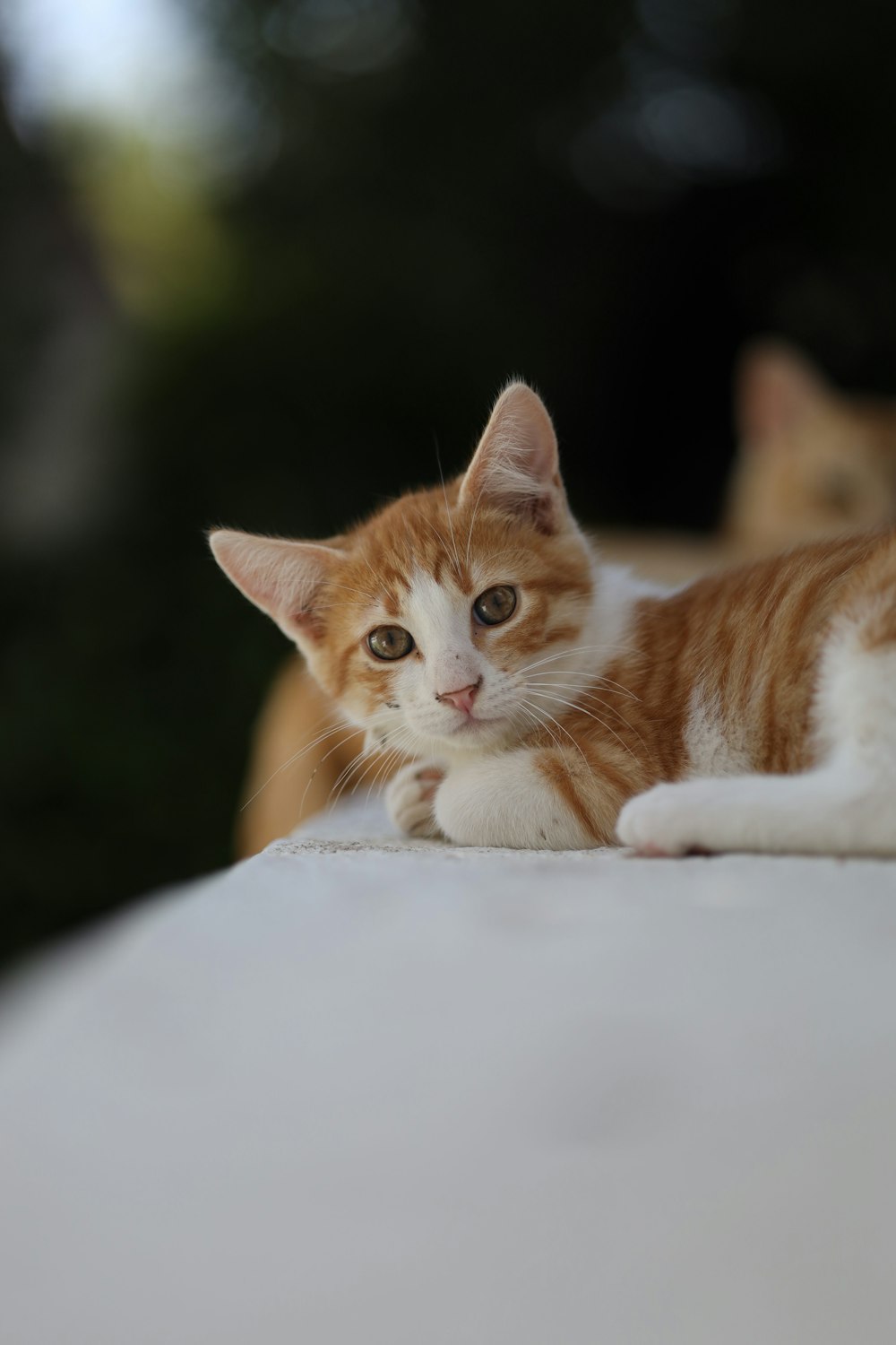 an orange and white cat laying on top of a table