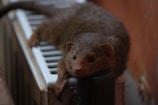 A small animal with dense, dark brown fur is lying on a radiator. The creature has small, rounded ears, a pointed snout, and dark, expressive eyes. The setting is indoors, with a wall in the background.