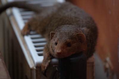 A small animal with dense, dark brown fur is lying on a radiator. The creature has small, rounded ears, a pointed snout, and dark, expressive eyes. The setting is indoors, with a wall in the background.
