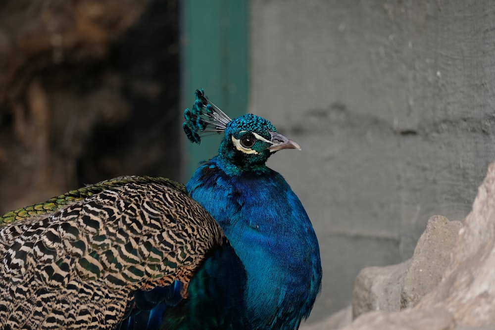 a blue and green bird standing next to a stone wall