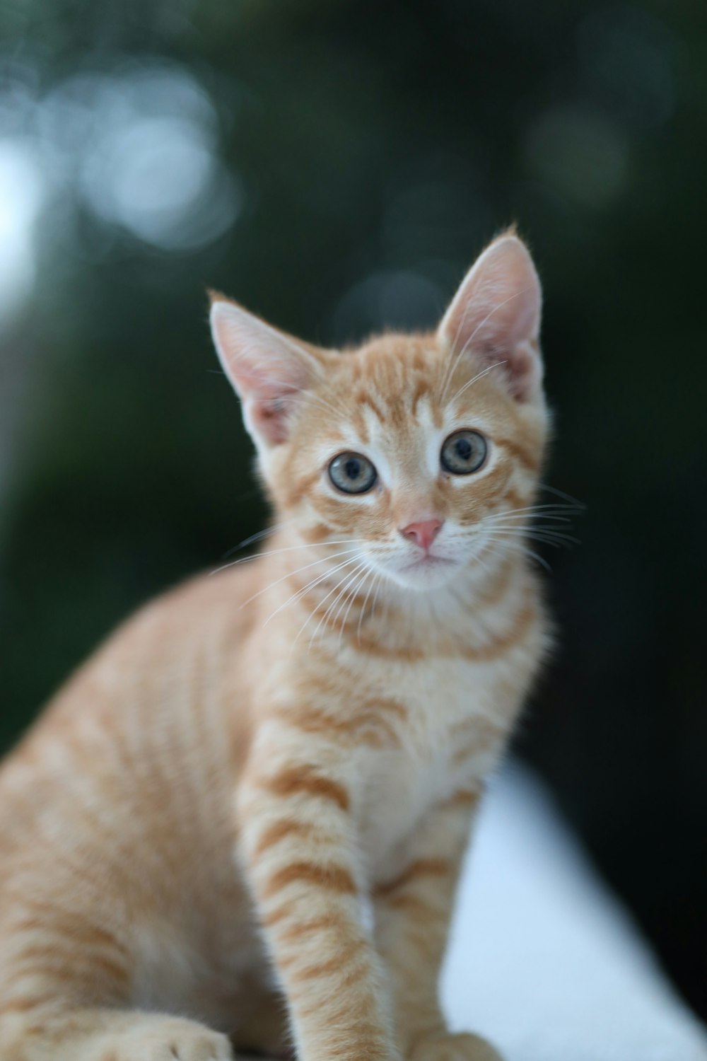 a small orange kitten sitting on top of a table