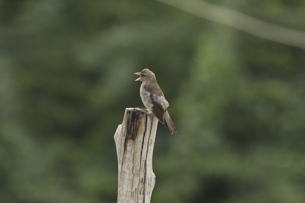 a small bird sitting on top of a wooden post