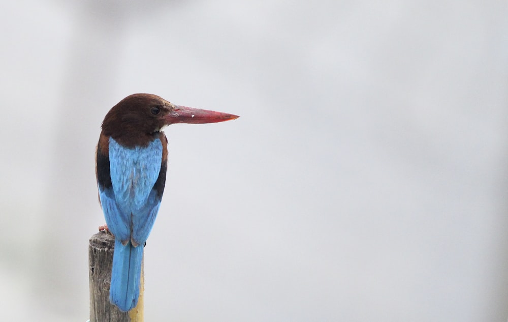 a small blue bird sitting on top of a wooden post