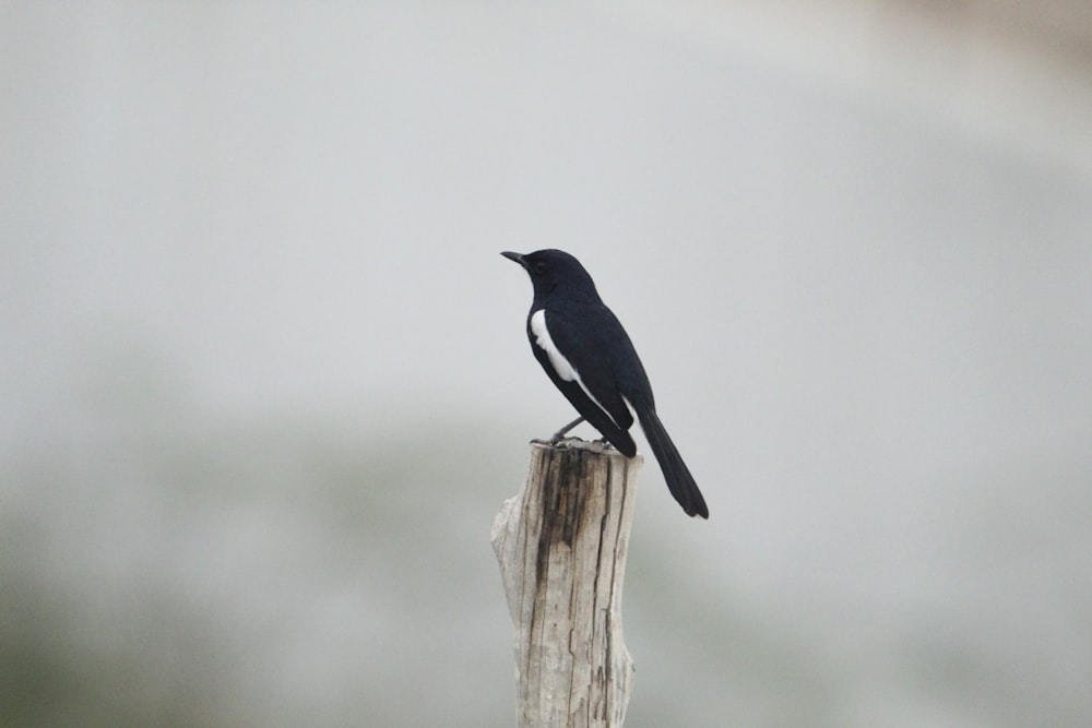 a black bird sitting on top of a wooden post