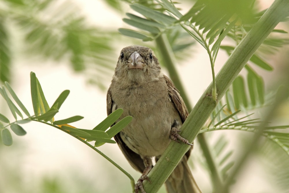 a small bird perched on a tree branch