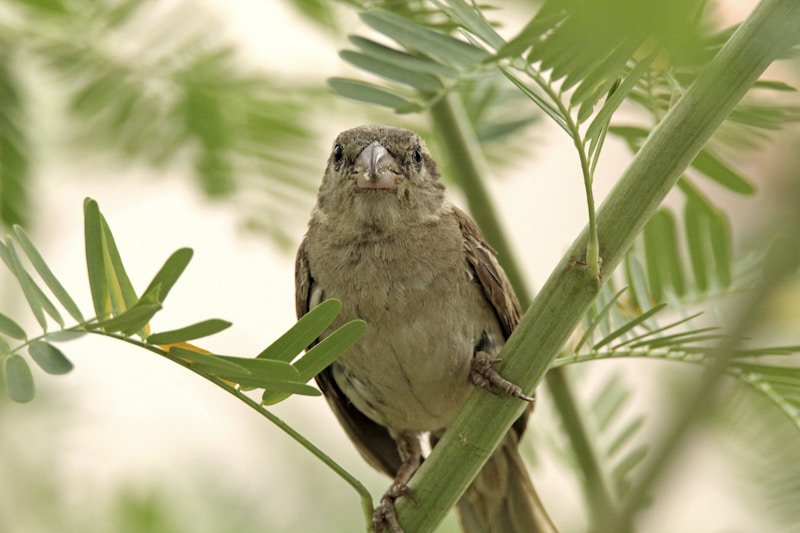 Birdsong
