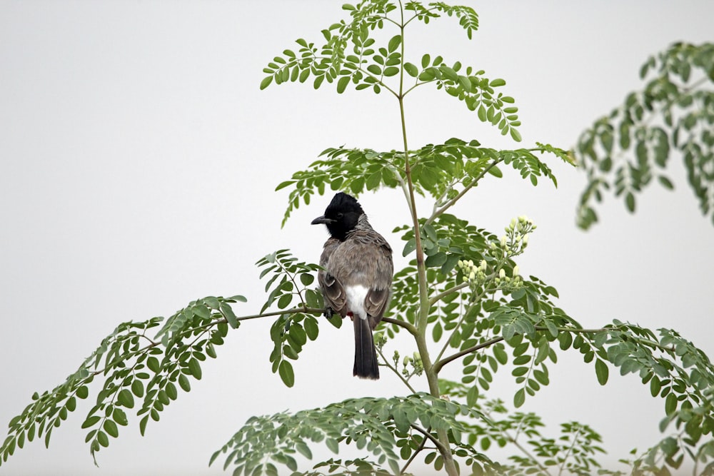 a small bird perched on a tree branch