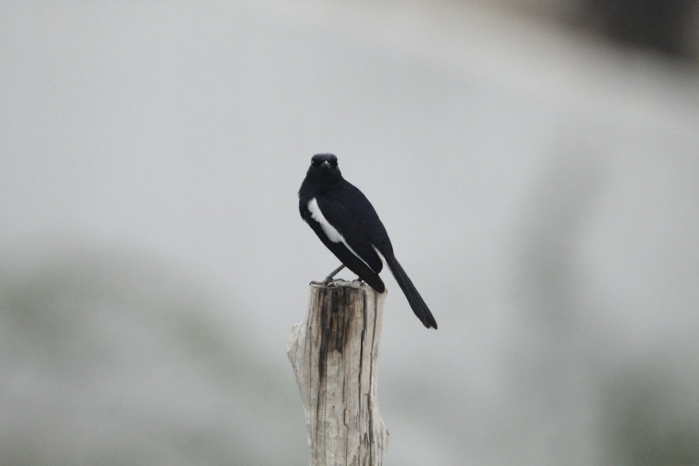 a black and white bird sitting on top of a wooden post