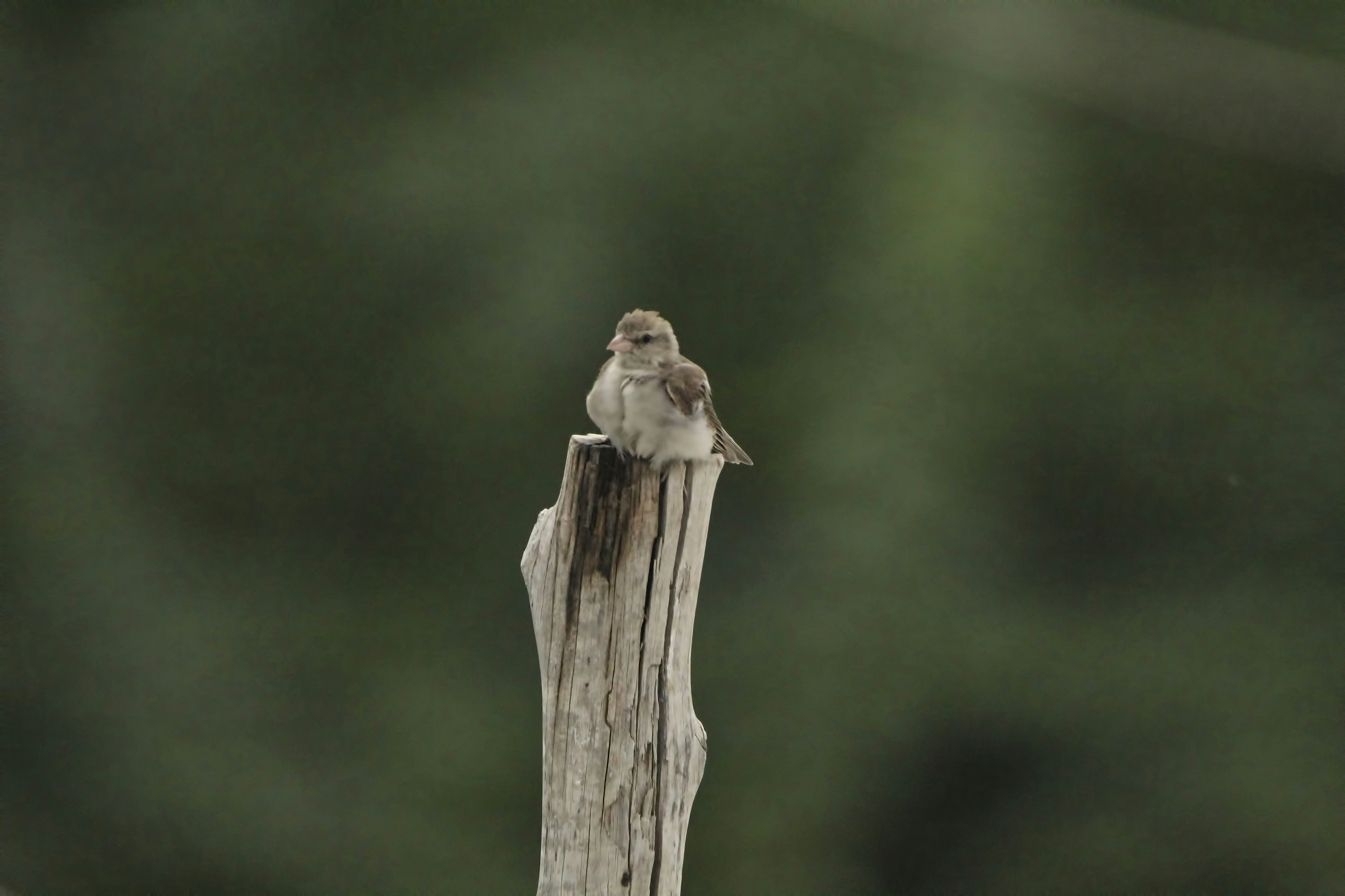un pequeño pájaro sentado en la parte superior de un poste de madera
