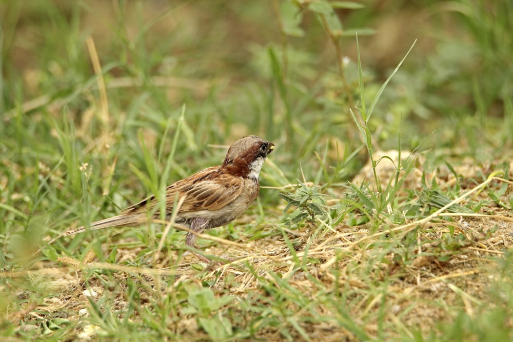 a small bird is standing in the grass