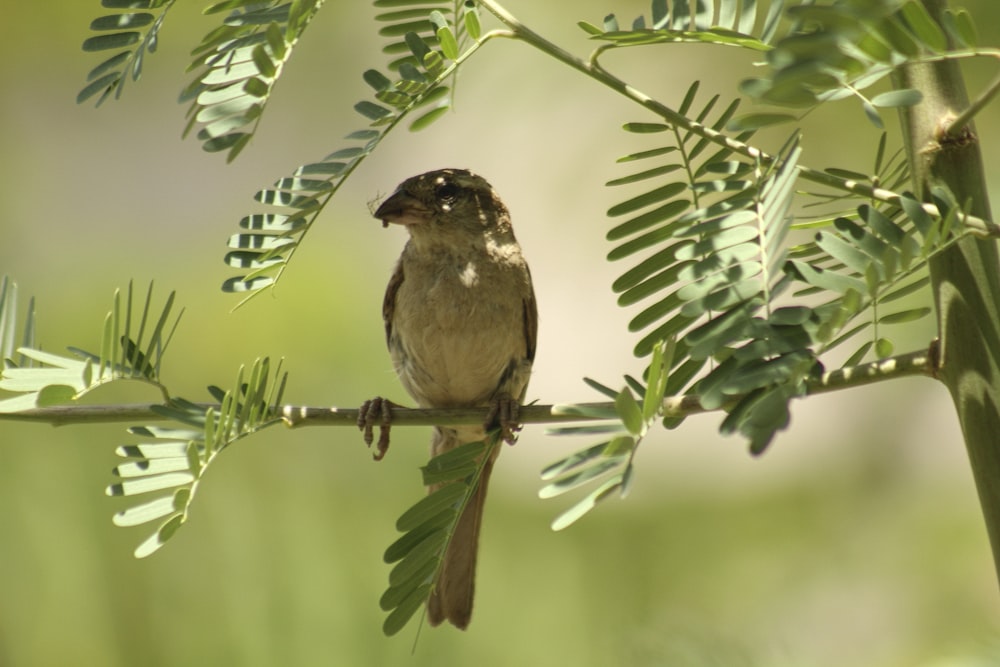 a small bird perched on a branch of a tree