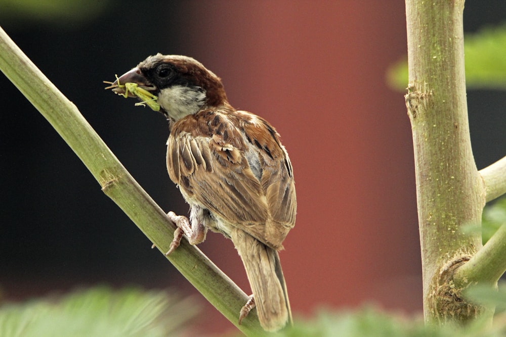 a small bird perched on a tree branch