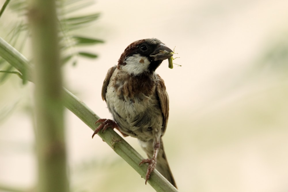 a small bird sitting on top of a tree branch