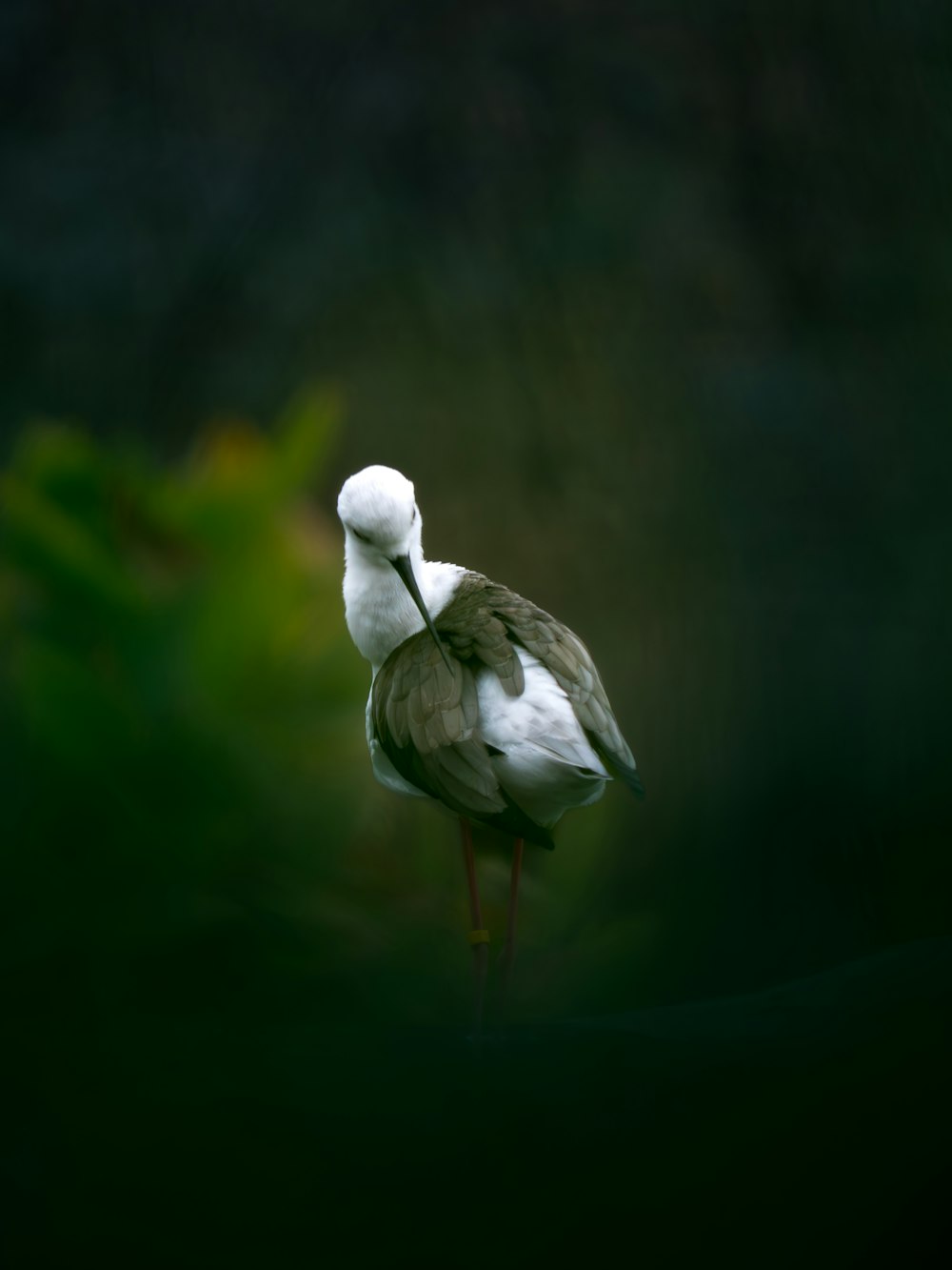 a white bird standing on top of a lush green field