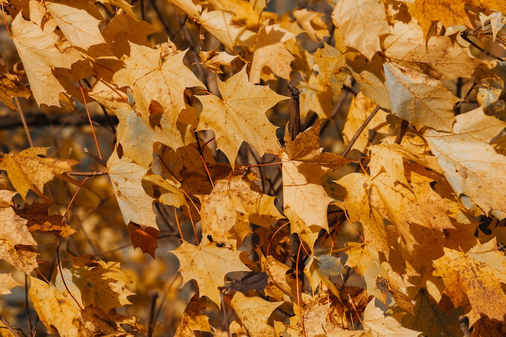 a bunch of leaves that are on the ground