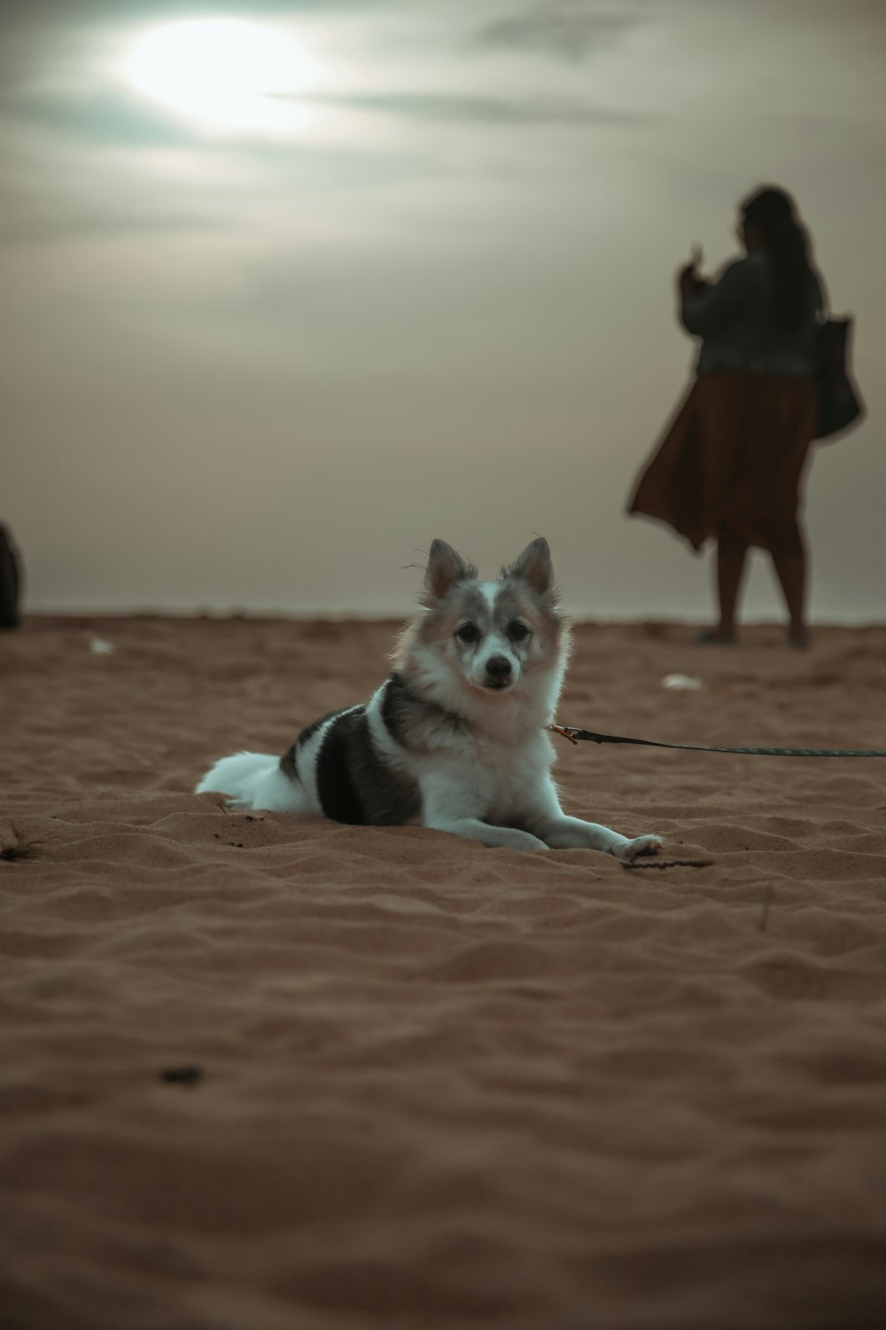 a dog laying in the sand with a woman in the background