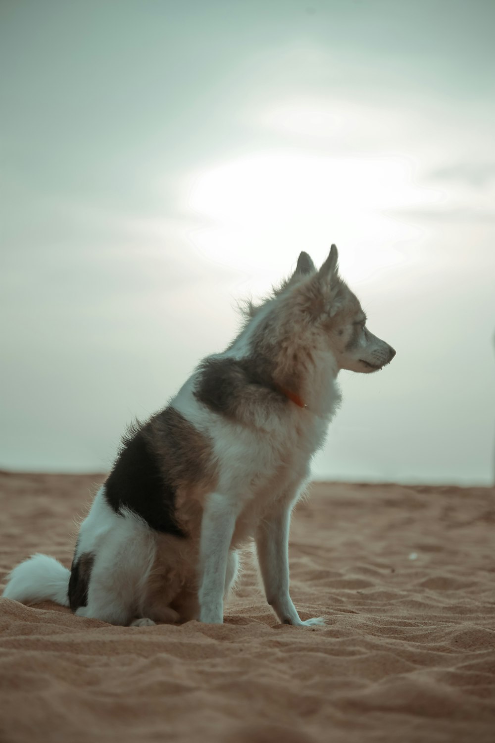 a dog sitting in the sand on a beach