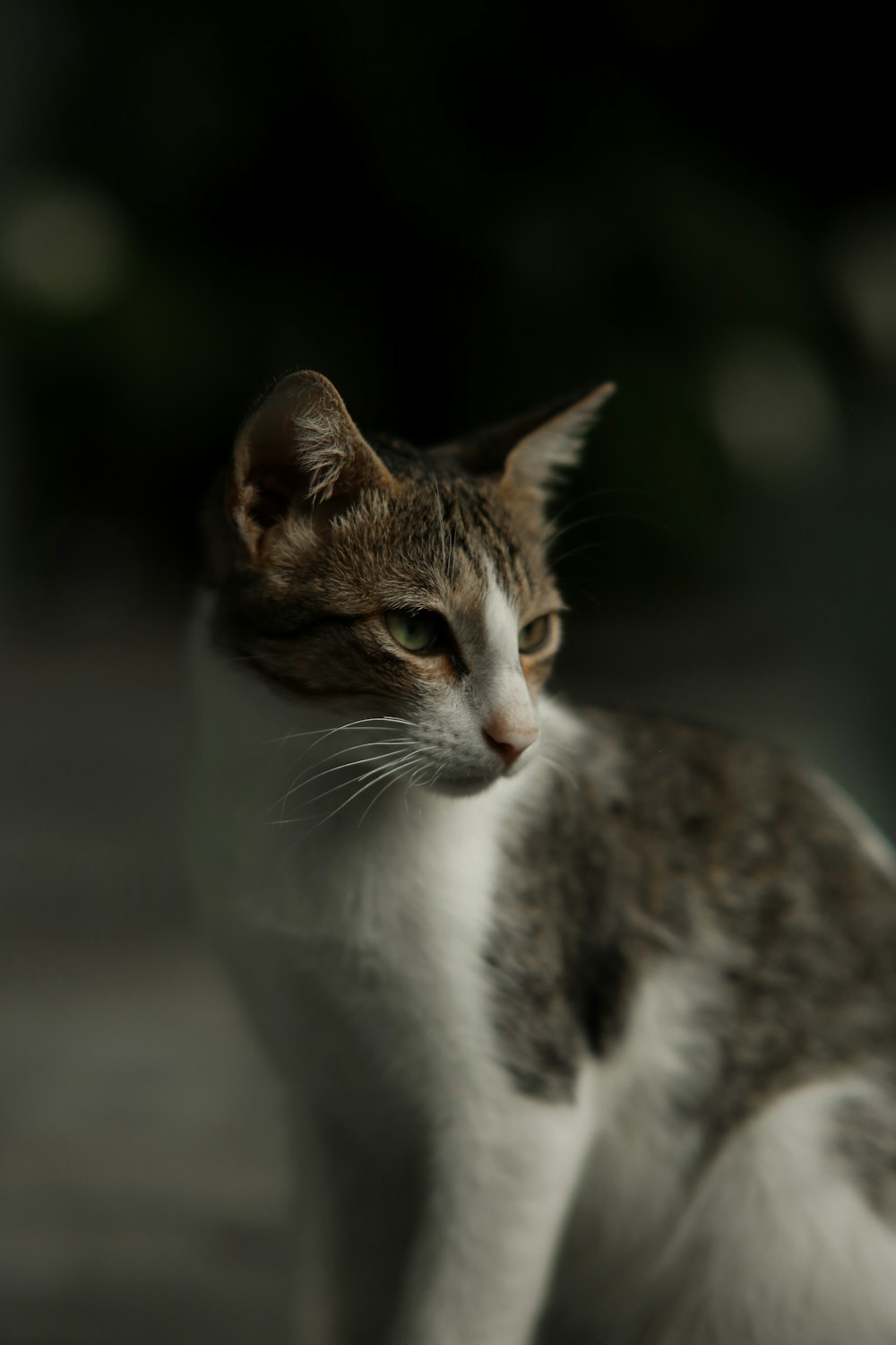 a close up of a cat with a blurry background