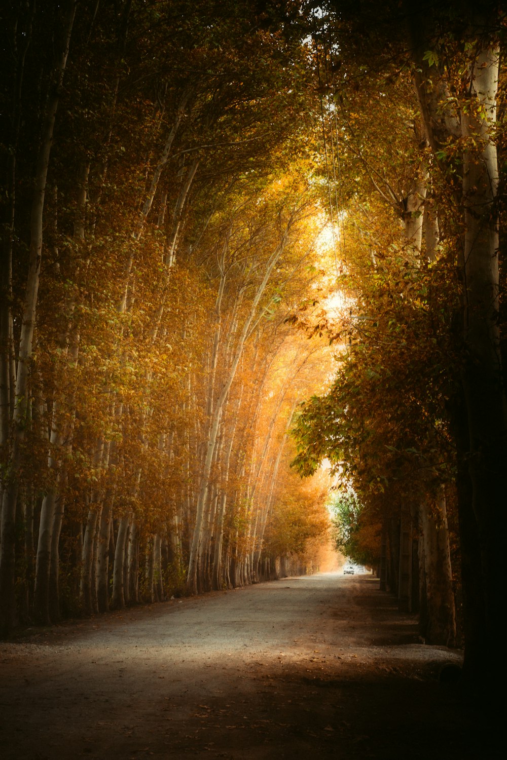 a tree lined road in the middle of a forest