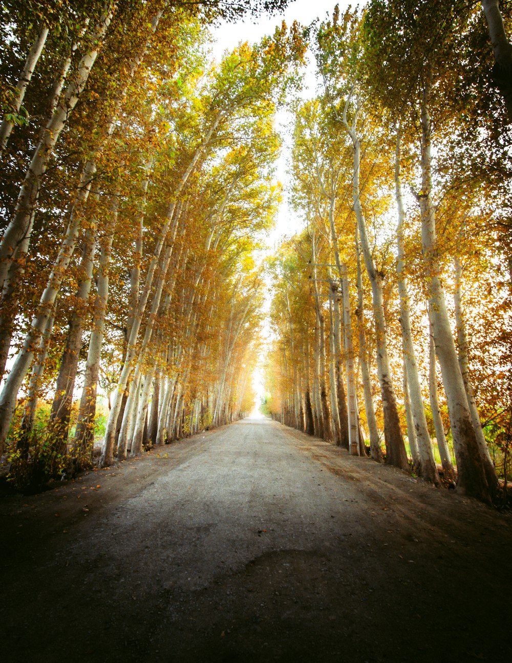 a dirt road surrounded by tall trees