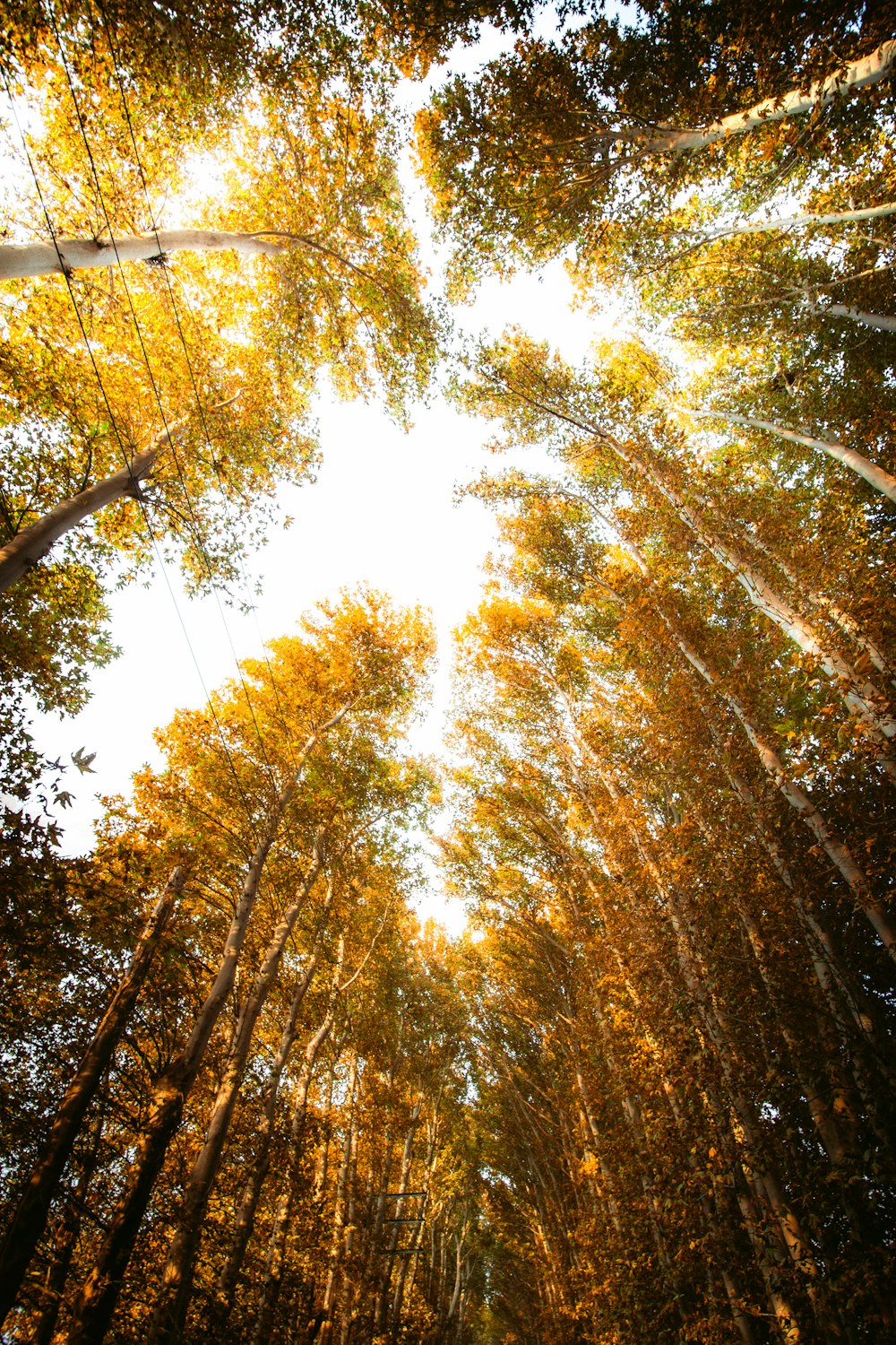 the sun shines through the trees in the forest