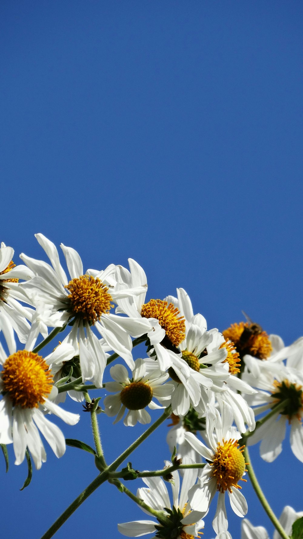 a bunch of white and yellow flowers against a blue sky