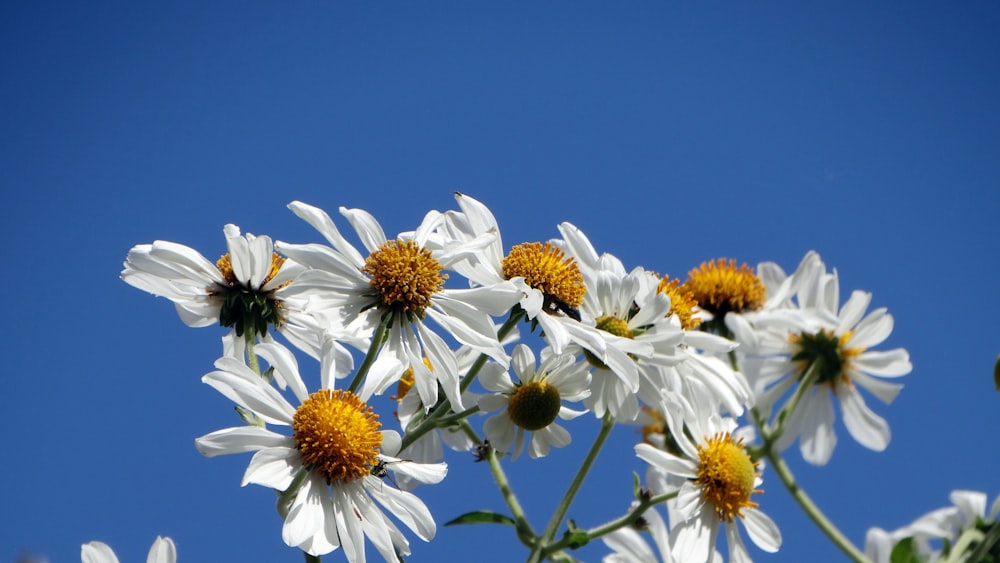 a bunch of white daisies against a blue sky