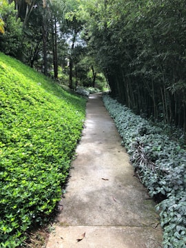 A tranquil path leading through dense, tall trees on finca grounds