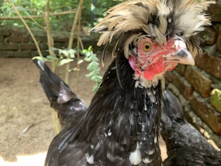 A close-up of a chicken with a distinctive fluffy crest and colorful plumage, standing in a natural outdoor setting with a background of greenery and a brick wall.