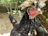 A close-up photo of a healthy young chicken standing confidently on a low perch in a natural outdoor setting.