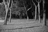 a black and white photo of trees in a park