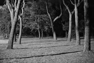 El Bosque Encantado y el Poder de la Diversidad