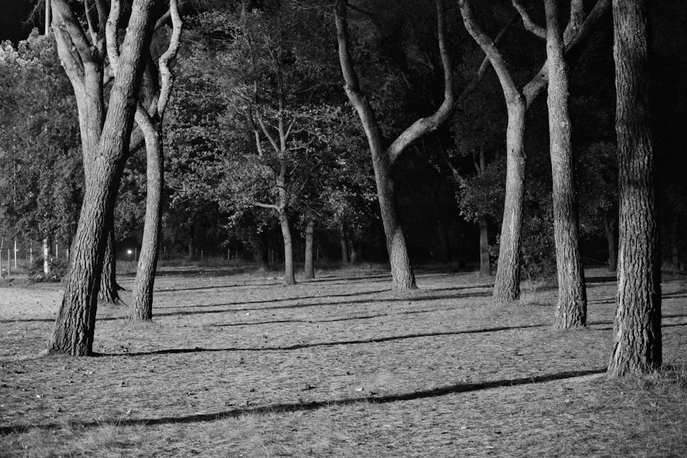 a black and white photo of trees in a park