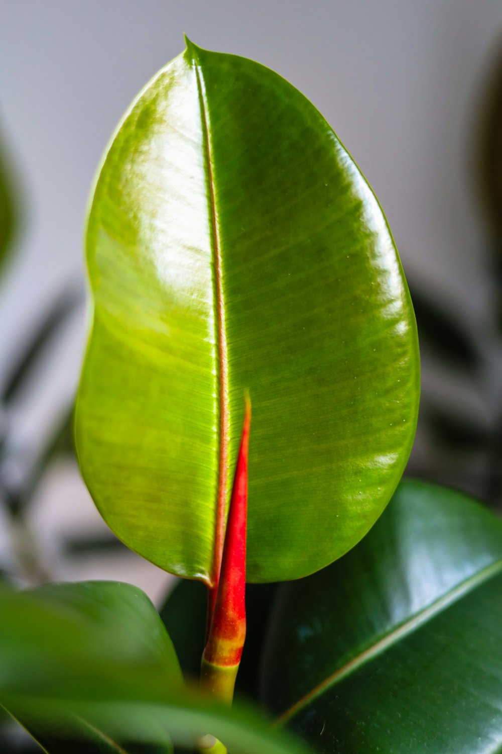 a close up of a green leaf with a red flower
