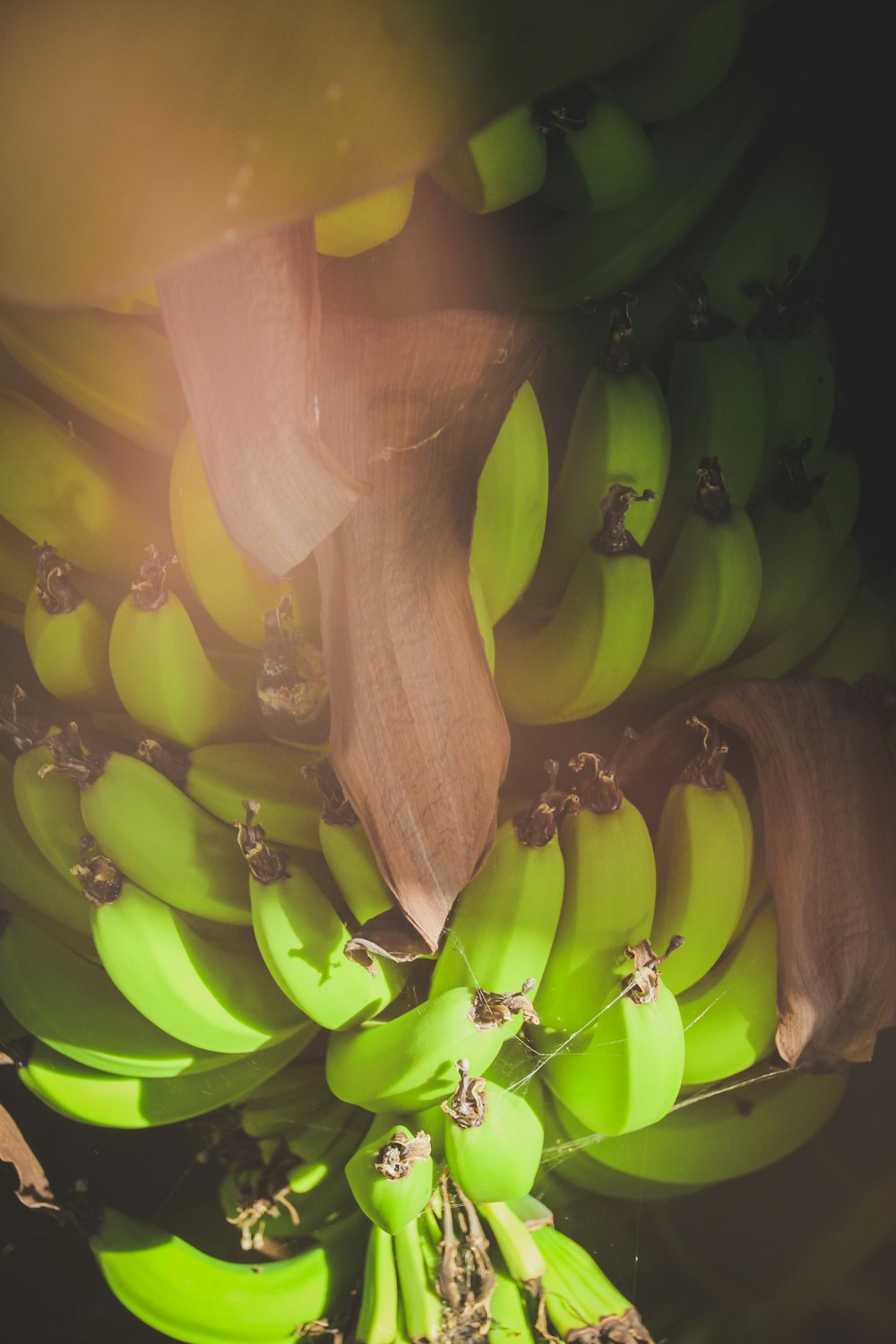 un mazzo di banane verdi appese a un albero