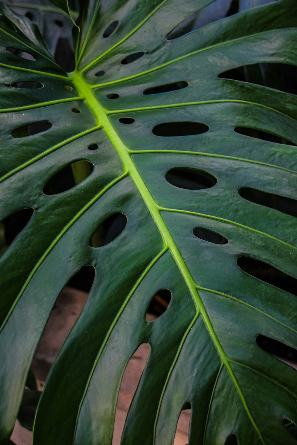 a large green leaf with holes in it