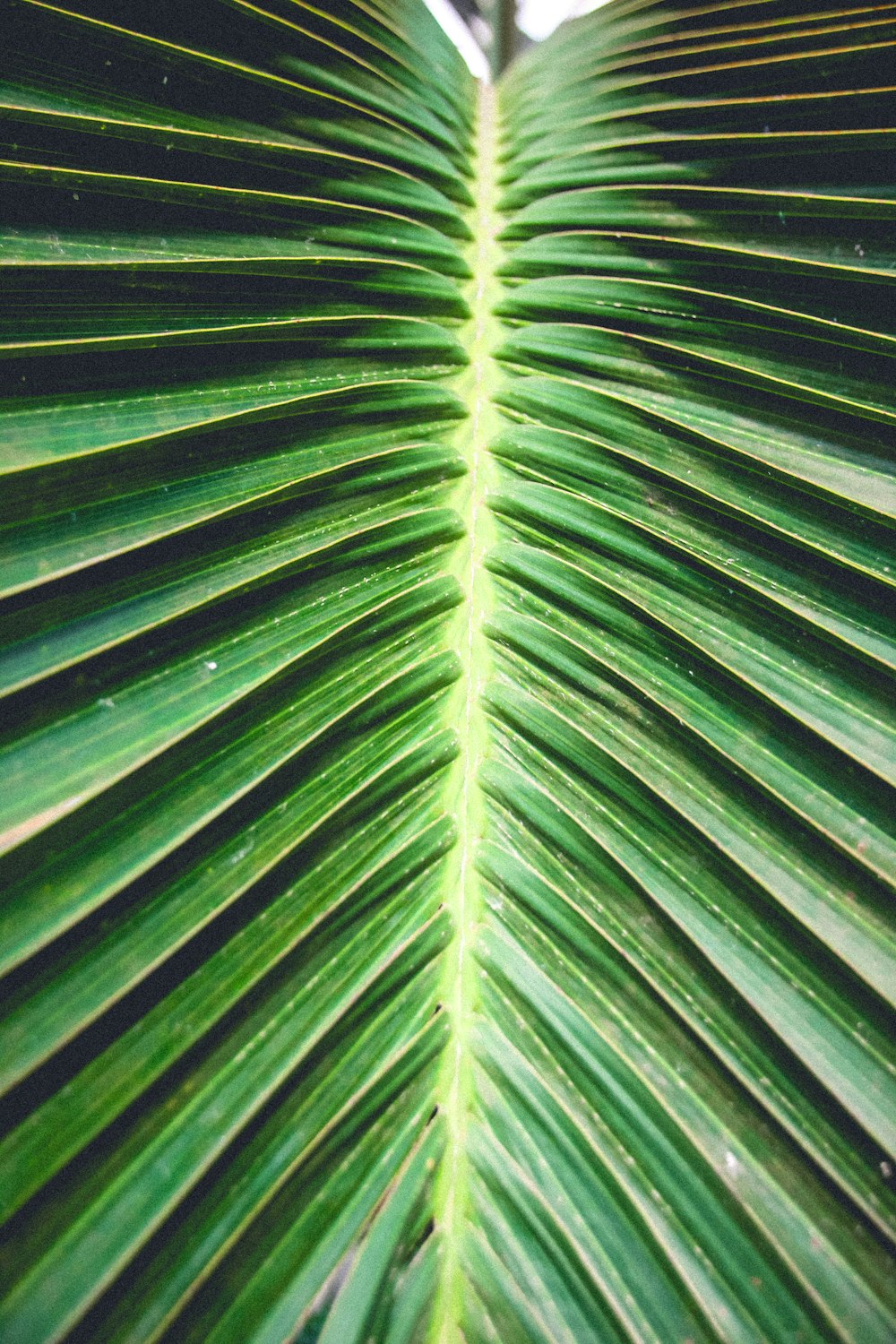 a close up of a green palm leaf