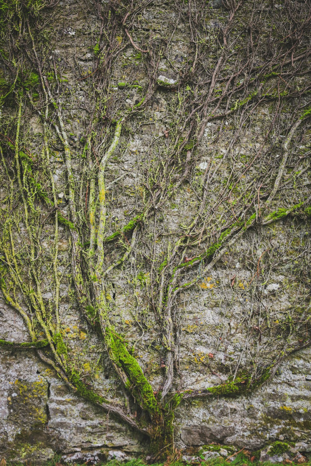 a tree that is growing out of a rock