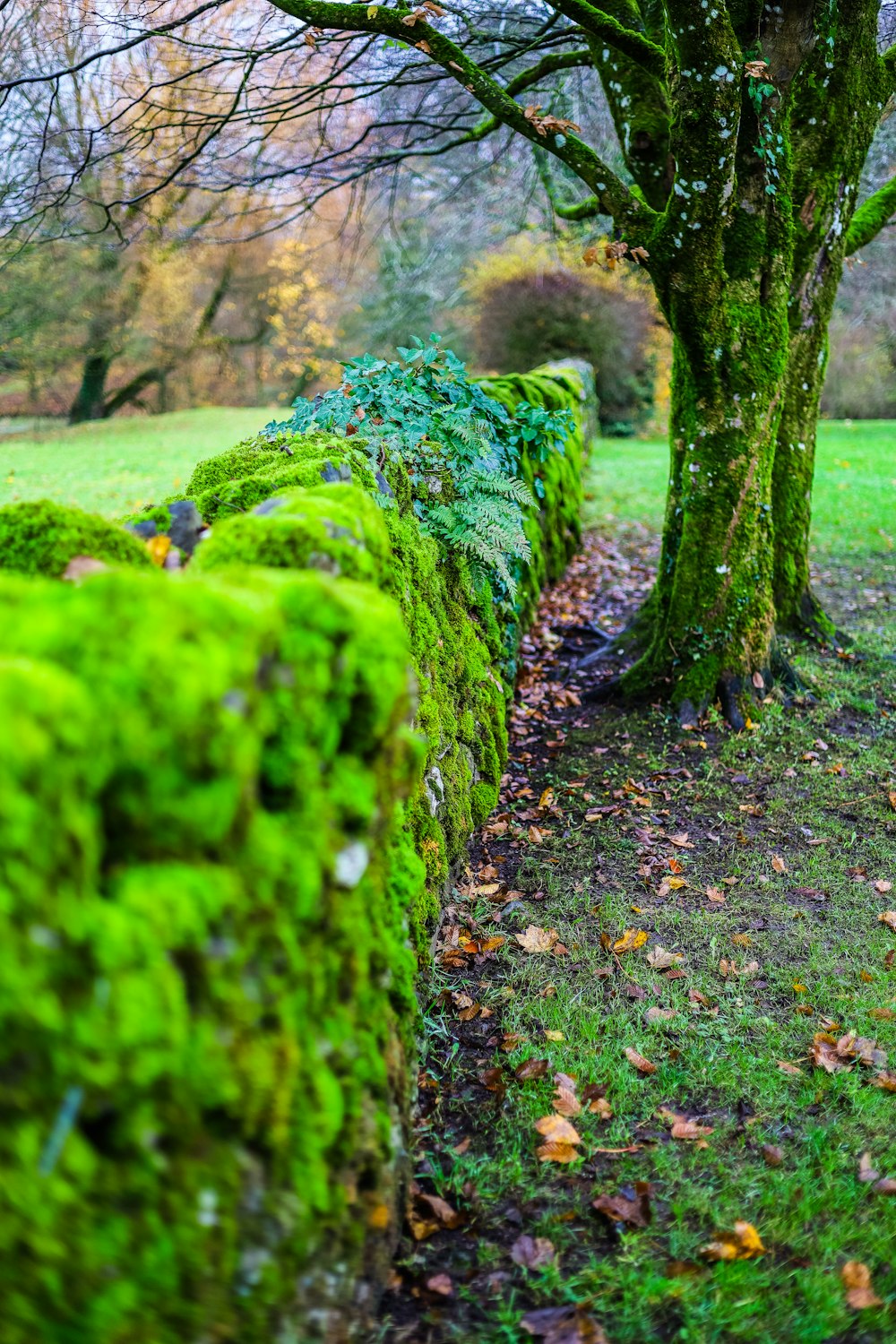 a green mossy fence next to a tree