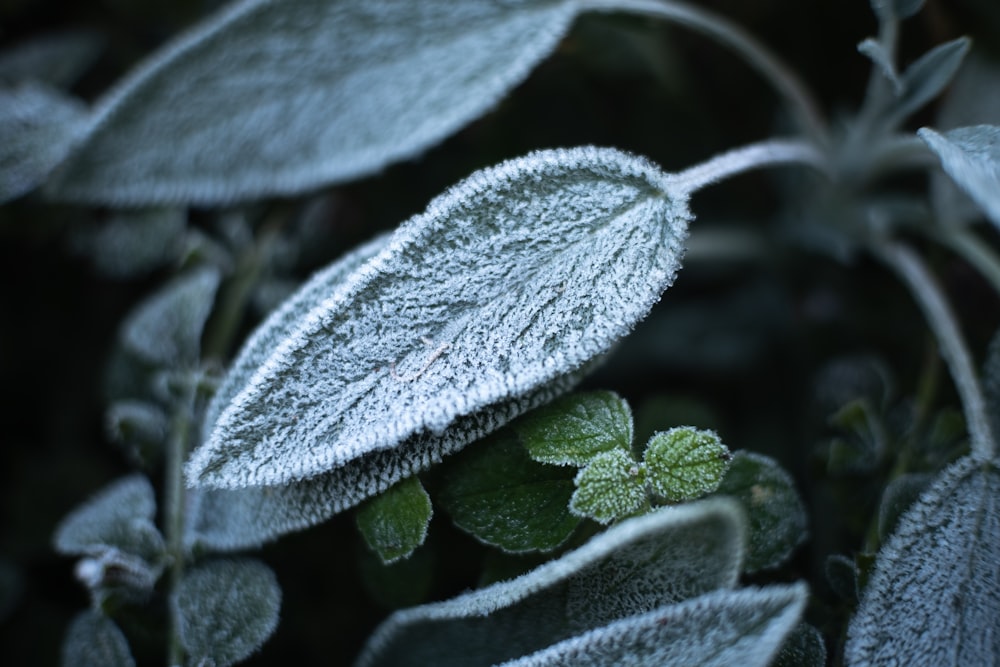 a close up of a leaf with frost on it