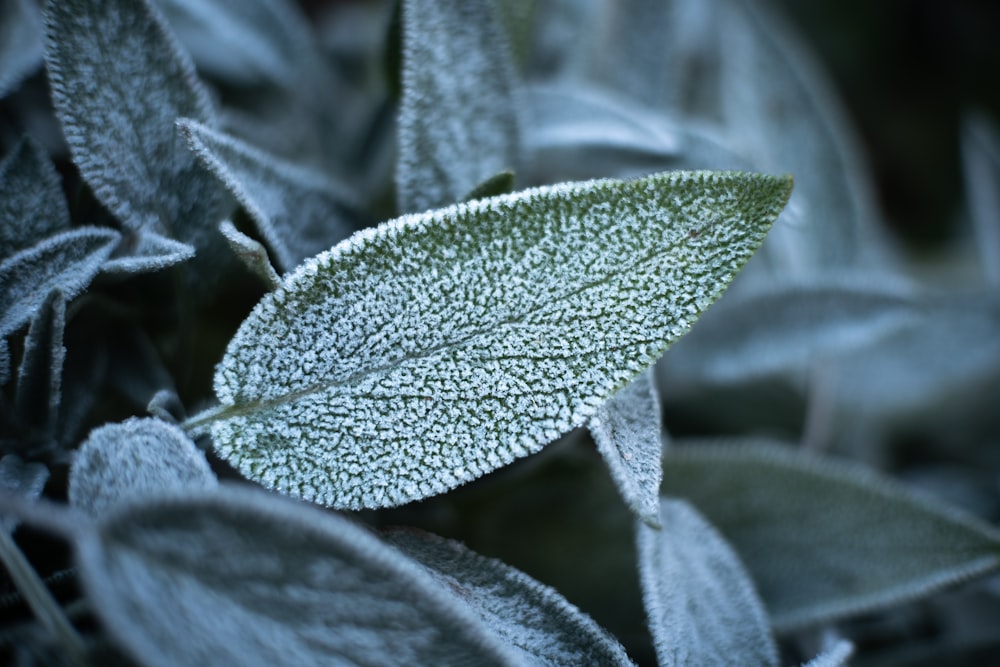 a close up of a leaf with frost on it