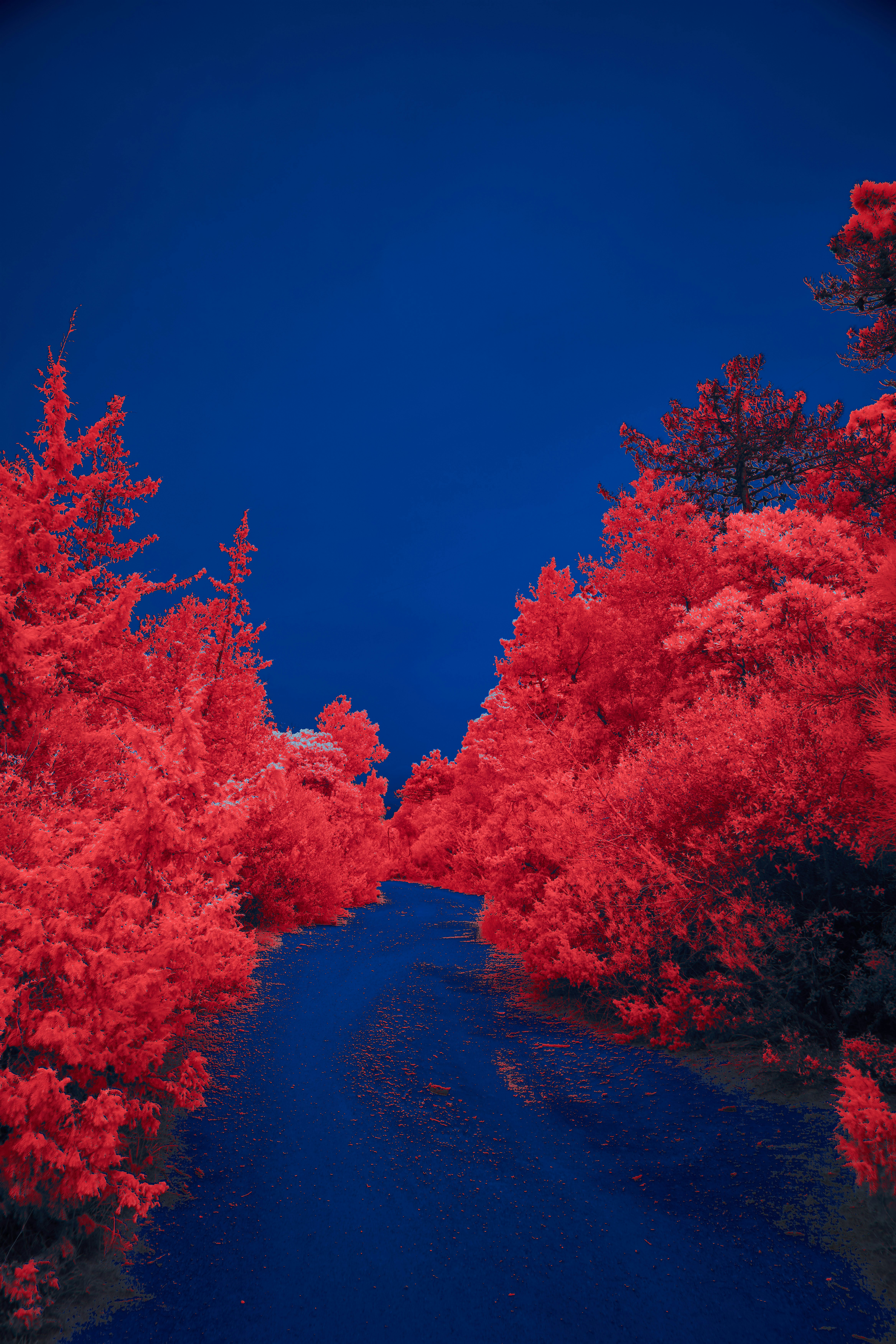 Photo by wolfgang_hasselmann