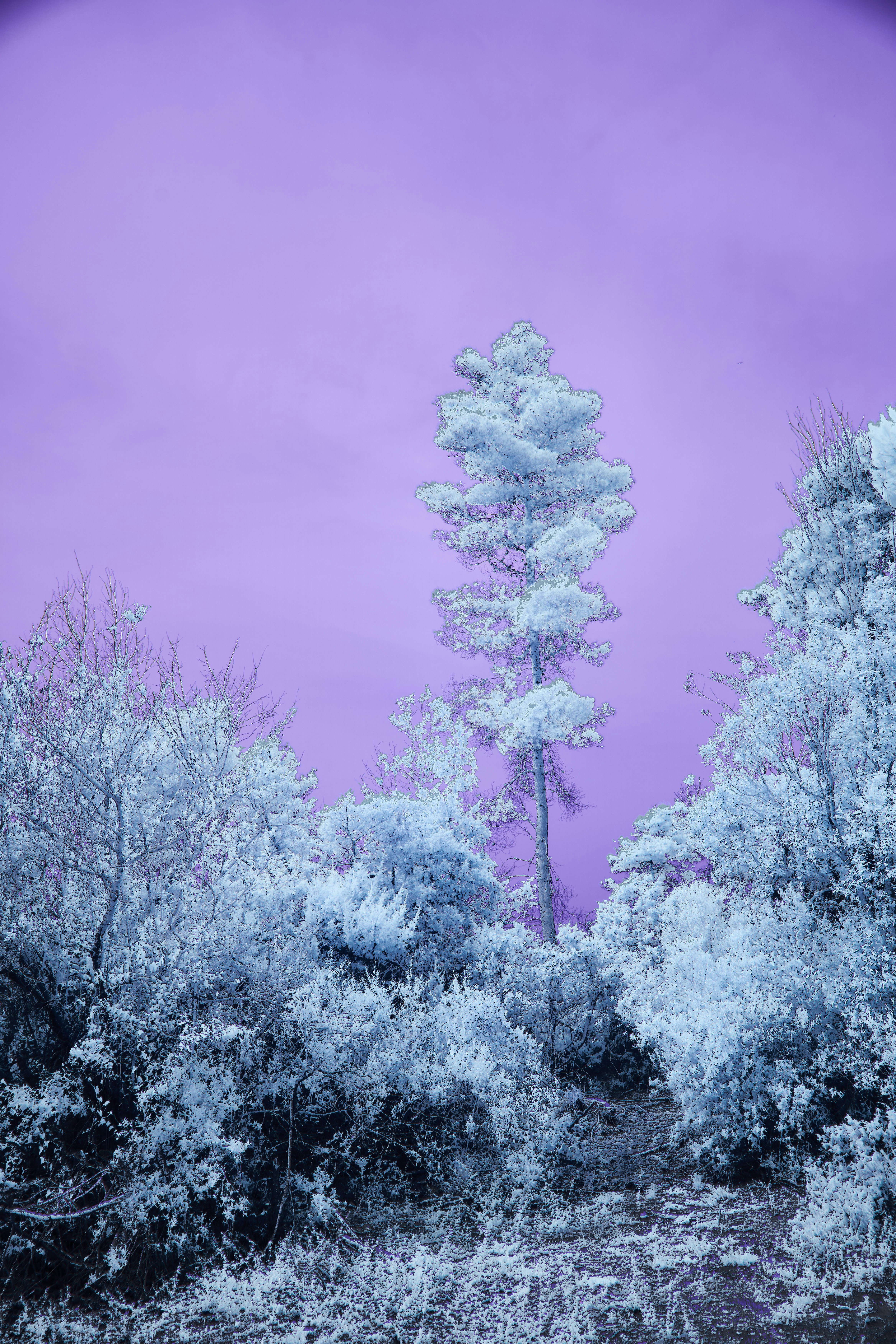 Photo by wolfgang_hasselmann