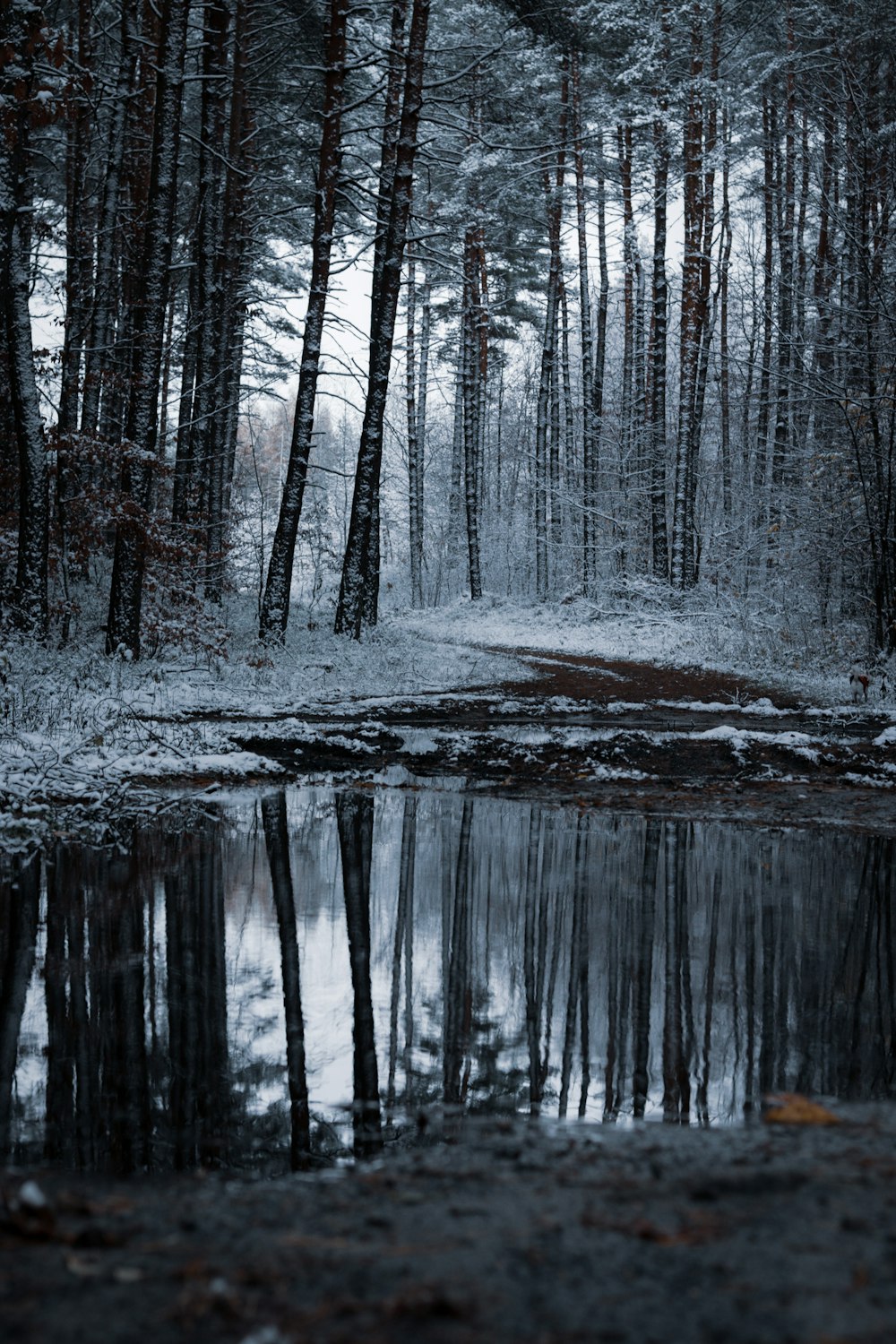 a small pond surrounded by snow covered trees