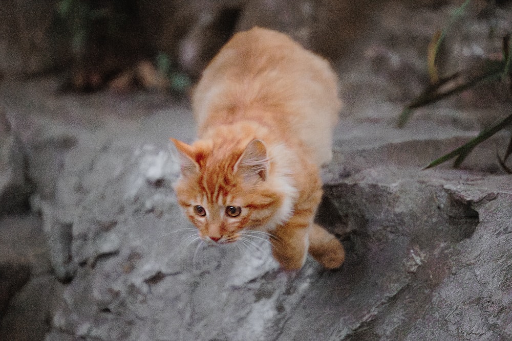 an orange and white cat walking on a rock