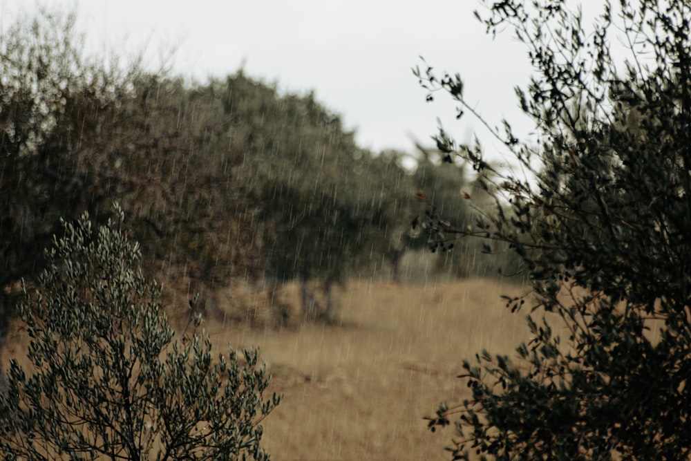 a picture of a field with trees in the background