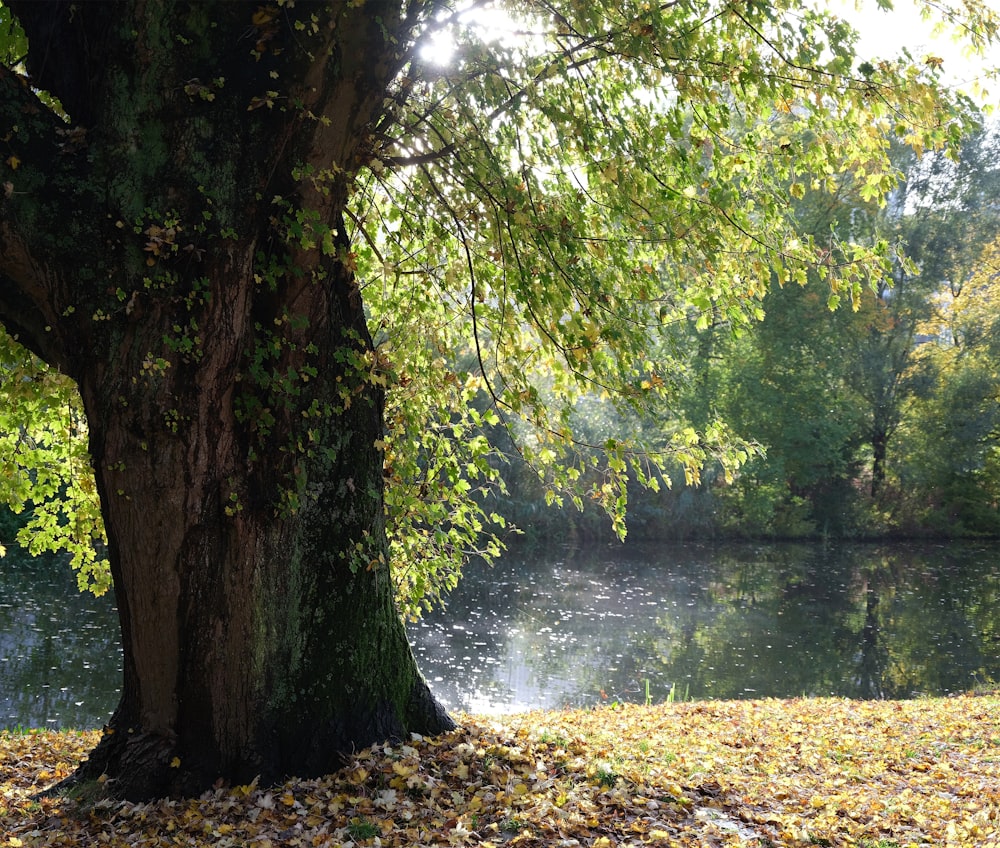 ein Baum, der neben einem Gewässer steht