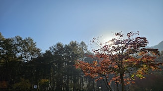 A serene forest scene showcasing towering maple trees in autumn colors under a clear sky.