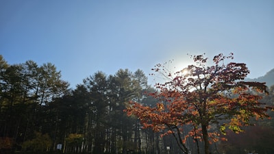 A serene forest scene showcasing towering maple trees in autumn colors under a clear sky.