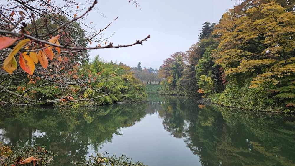 a body of water surrounded by lots of trees